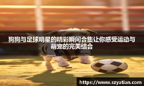 狗狗与足球明星的精彩瞬间合集让你感受运动与萌宠的完美结合